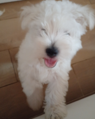 West high terrier