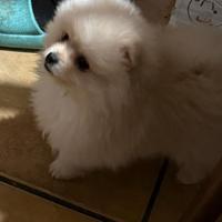 Spitz Pomerania