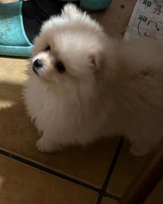 Spitz Pomerania