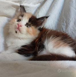 Maine Coon