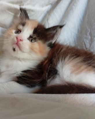 Maine Coon