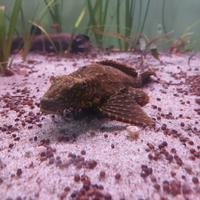 Pleco
