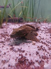 Pleco
