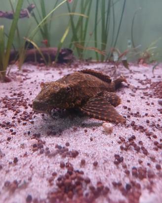 Pleco