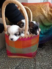 Cuccioli bichon havanesi