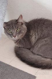 Gattino maschio castrato e vaccinato