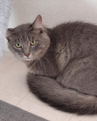 Gattino maschio castrato e vaccinato