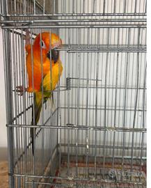 Coppia riproduttiva conuro del sole