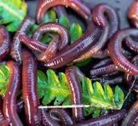 100 Lombrichi Rossi Cal. + 0,5 Kg Humus in Omaggio