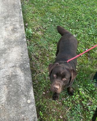 Monta Labrador
