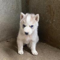 Siberian husky