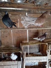 Piccioni