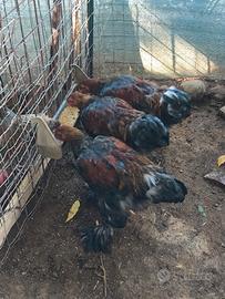 Galline Brahma