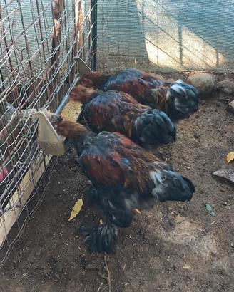 Galline Brahma