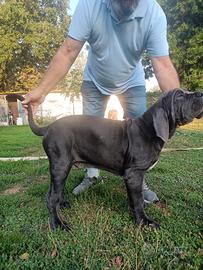 Masino napoletano pedigree