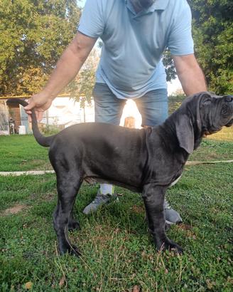 Masino napoletano pedigree