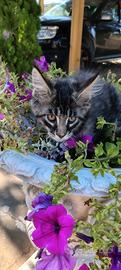 gattini Maine coon
