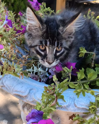 gattini Maine coon