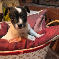 Cuccioli di jack Russell terrier