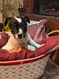 Cuccioli di jack Russell terrier