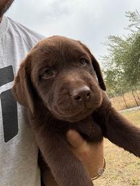 Cucciole Labrador