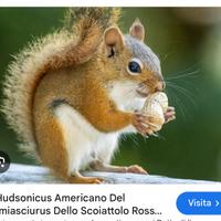 Scoiattolo di hudson