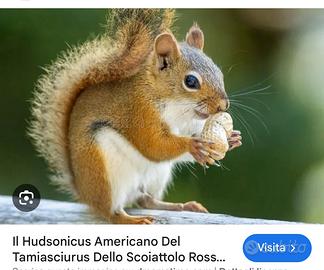 Scoiattolo di hudson