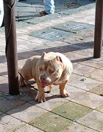 Cucciolo American bully pocket EXTREME