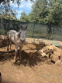Cavallo