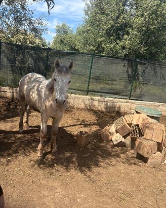 Cavallo