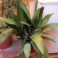 Aspidistria Elatior pianta