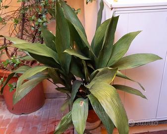 Aspidistria Elatior pianta