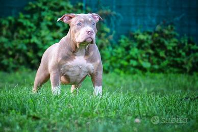 American Bully Abkc Cuccioli Altissima Genialogia