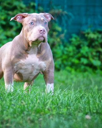 American Bully Abkc Cuccioli Altissima Genialogia