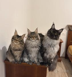 Maine Coon