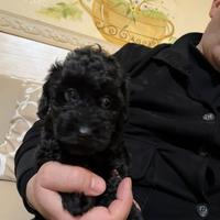 Barboncini Mini Toy black