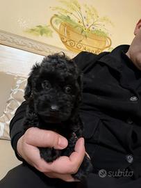 Barboncini Mini Toy black