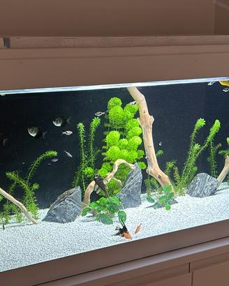 Acquario