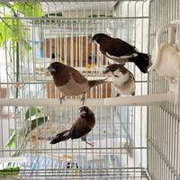 Passeri del giappone