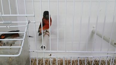 Cardinalini del Venezuela