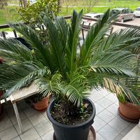 Pianta palma Cycas