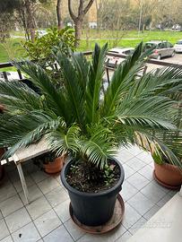 Pianta palma Cycas