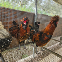 Galline padovana gigante