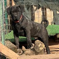 Cucciolo Cane Corso maschio