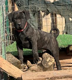 Cucciolo Cane Corso maschio