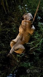 AmericanBully Top Fem