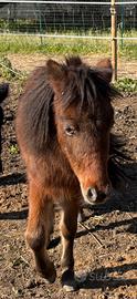 Mini pony