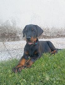 Cuccioli di Dobermann