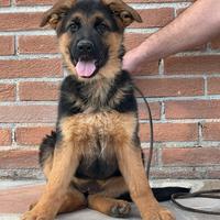 Cucciola pastore tedesco