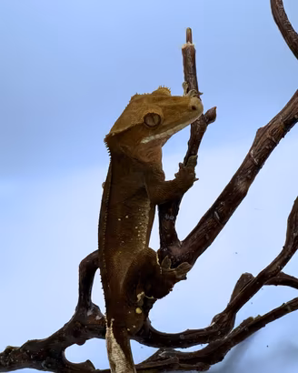 Geco ciliatus
